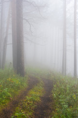 thick misterious fog in forest, mystical dirt road in haze, smoke from fire forest