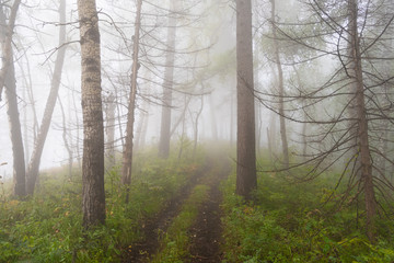 Fototapeta premium early morning in summer forest, dirt road in mystical fog, haze in branches of trees