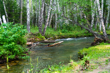Fototapeta na wymiar river in birch grove, fresh stream in green summer forest, trip to nature