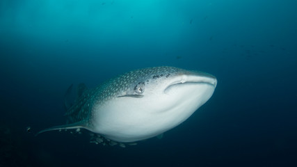 Whale Shark underwater and remora fish 