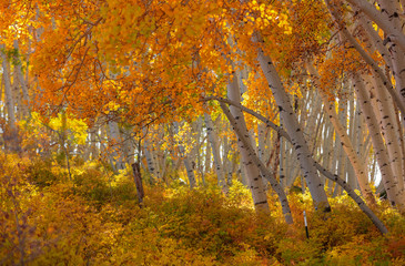 Orange Aspen trees in San Juan mountains