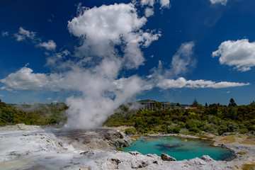 Geyser in Te Puia geothermal park, Rotorua, New Zealand