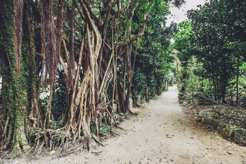 フクギ並木 沖縄県観光スポット 日本