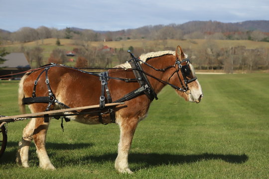 Belgian Carriage Horse