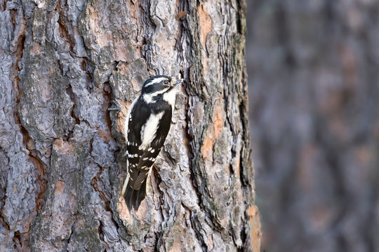 Female downey woodpecker on a tree.