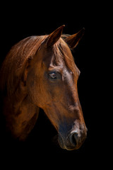 Fototapeta premium Beautiful chestnut horse head with black background