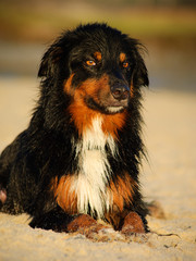 Wet Australian Shepherd dog lying down on sandy beach