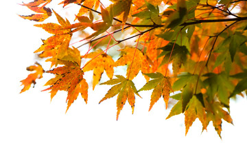 Close up shot of colorful Japanese maple leaves