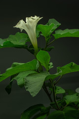 Datura under artificial light portrait
