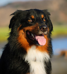 Tri color Australian Shepherd dog outdoor portrait