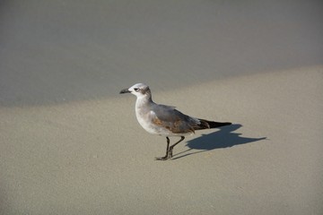 Mouette sur le sable d'une plage de Varadero, Cuba