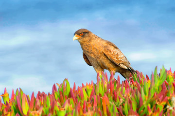 Chimango caracara perched on a plant
