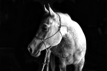 Beautiful Grey Dapple Horse with white or black background
