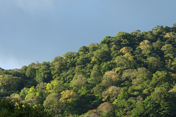 Obraz premium Thick tropical forest on a hill in the Chiriqui province of Panama. Image taken during the dry season.