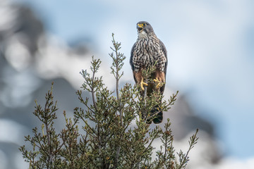 New Zealand Falcon (Falco novaeseelandiae) calling at Mount Cook, New Zealand