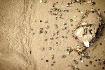 Gastropods. Kkotji Beach in Taean-gun, South Korea