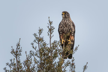 New Zealand Falcon (Falco novaeseelandiae) sitting on branch