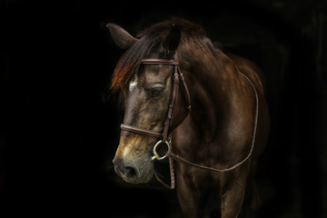Fototapeta premium Beautiful horse portrait with black background