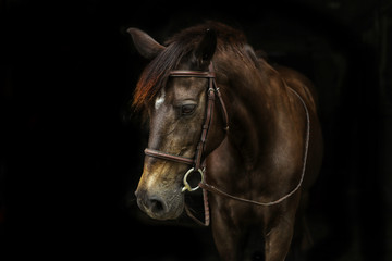 Beautiful horse portrait with black background