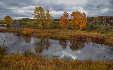 Autumn trees by  Riviere Saint Maurice in Quebce province on a cloudy day.
