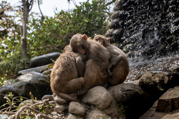 Sound sleep of the monkeys near the human made falls in Swayambhunath, Nepal, the World Heritage Site declared via UNESCO