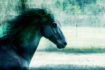 Beautiful Black Horse with Gorgeous Mane
