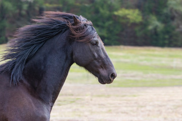 Obraz na płótnie Canvas Beautiful Black Horse with Gorgeous Mane