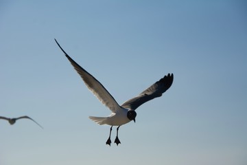 Mouette en vol au dessus de la mer des Caraïbes