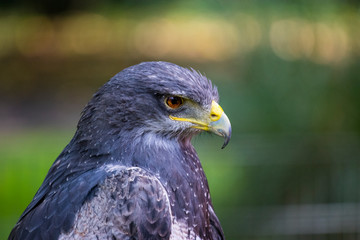 Beautiful falcon eagle hawk portrait