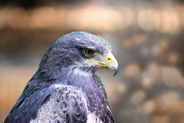 Beautiful falcon eagle hawk portrait