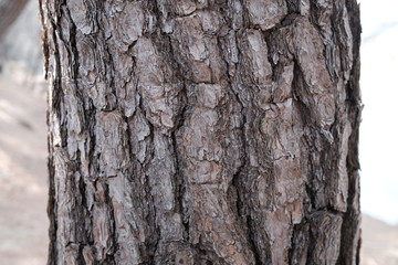 wood skin