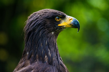 Beautiful falcon eagle hawk portrait
