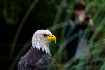 Beautiful falcon eagle hawk portrait