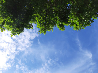 leaves and sky