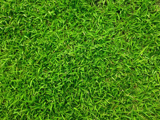 Closed up top view of grass field