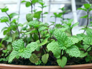 mint pot