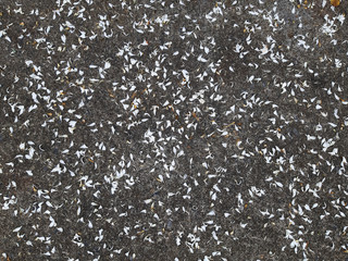 white petal on the road