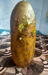 Ripe Natural Cucumbers in Nepalese Vegetables