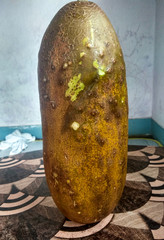 Ripe Natural Cucumbers in Nepalese Vegetables