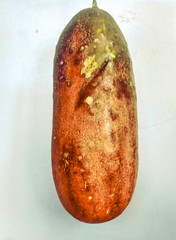 Ripe Natural Cucumbers in Nepalese Vegetables