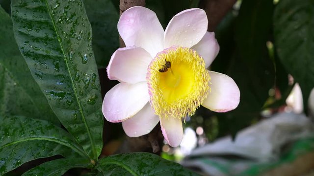 Honey bee flying toward pink blossom Gustavia superba. 4K Footage.