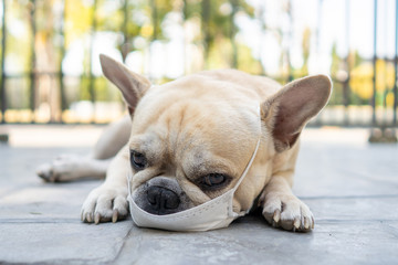 Fototapeta premium Dog wearing medical face mask prevent flu, pollution and covid 19 outdoor.