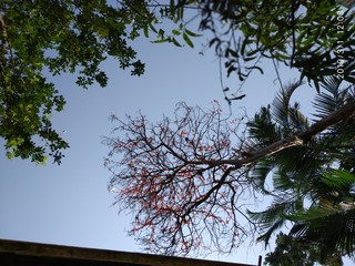 the spring tree