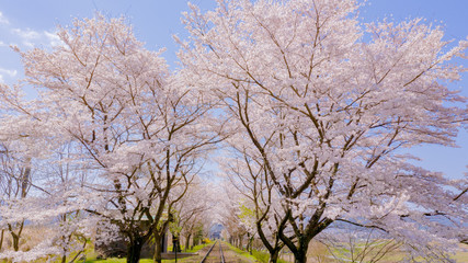 桜　京都　トロッコ列車　亀岡　保津峡　春　広告　素材　景色
