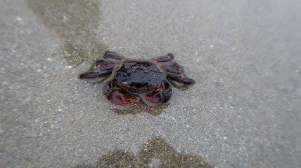crab in sand