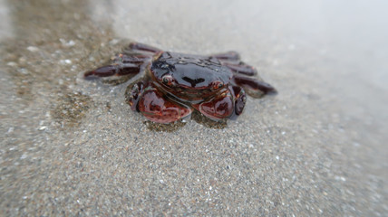 purple shore crab
