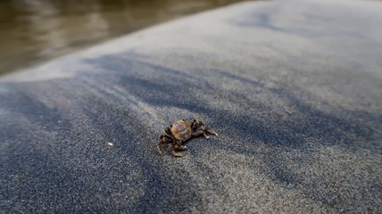 crab on the beach