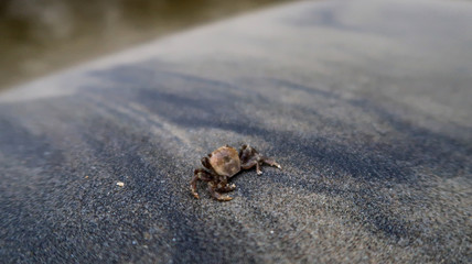 small crab on the sand