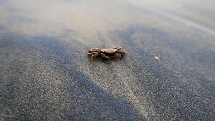 small crab on the beach