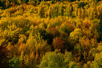 Fototapeta premium Forest with autumn leaves in Arrowtown, New Zealand